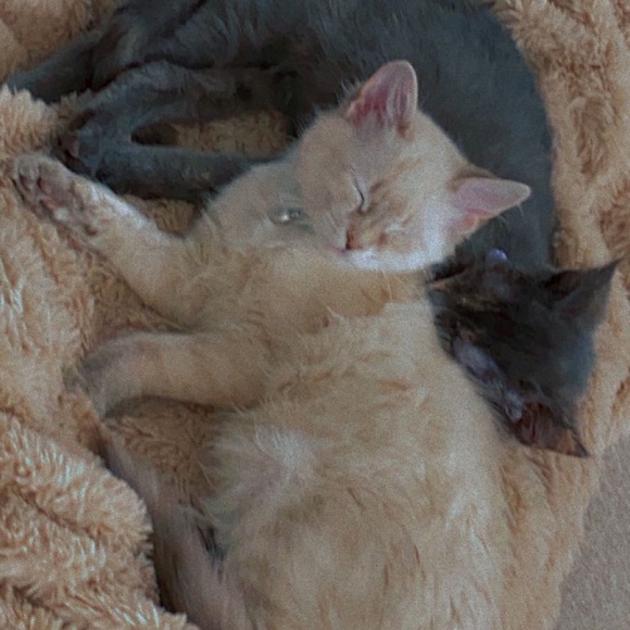 Meet your Posher, Gabby - Picture 1 of 1